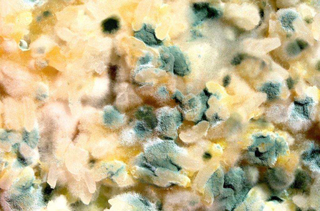 What is mold